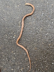 Euprepiophis conspicillata