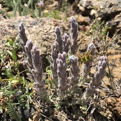 Castilleja schizotricha