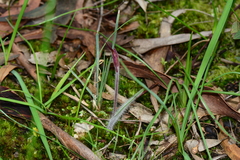 Caladenia rosella