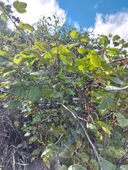 Ribes altissimum