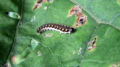 Tenthredo mandibularis