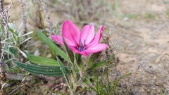 Babiana blanda
