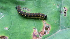 Tenthredo mandibularis