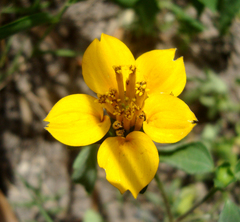 Sclerocarpus divaricatus