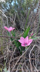 Babiana blanda