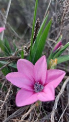 Babiana blanda