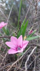 Babiana blanda