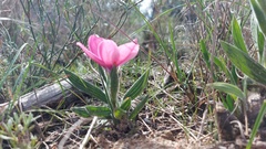 Babiana blanda