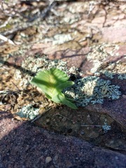 Lapeirousia pyramidalis regalis