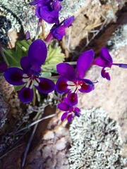 Lapeirousia pyramidalis regalis