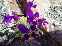 Lapeirousia pyramidalis regalis