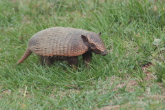 Euphractus sexcinctus