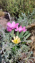 Babiana blanda