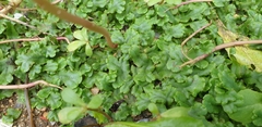Lunularia cruciata