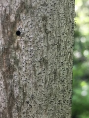 Chaenothecopsis debilis