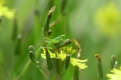 Gampsocleis ussuriensis