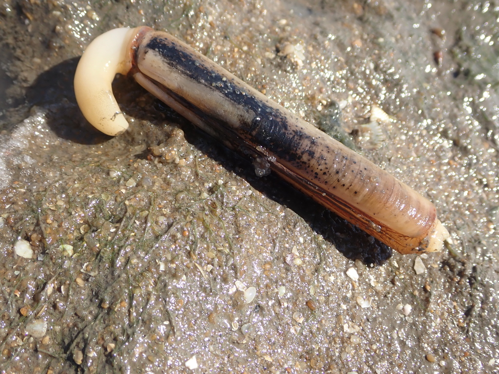 Grooved Razor Shell from Setúbal, Portugal on August 15, 2022 at 11:44 ...