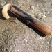 Grooved Razor Shell - Photo (c) Ana Santos, some rights reserved (CC BY-NC), uploaded by Ana Santos