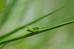 Gampsocleis ussuriensis