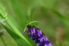 Gampsocleis ussuriensis