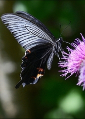 Papilio macilentus