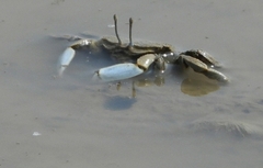 Macrophthalmus