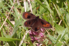 Erebia epiphron