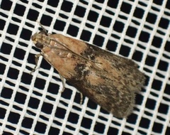 Sciota adelphella