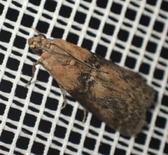 Sciota adelphella