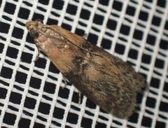 Sciota adelphella