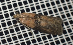 Sciota adelphella