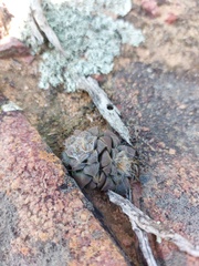 Anacampseros retusa