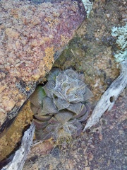 Anacampseros retusa