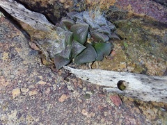 Anacampseros retusa