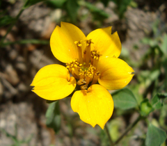 Sclerocarpus divaricatus