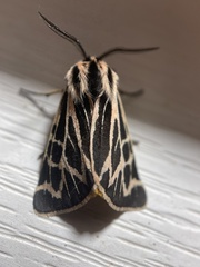 Apantesis obliterata