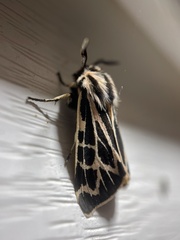 Apantesis obliterata