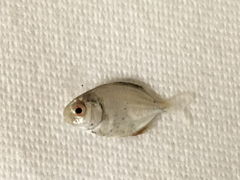Trachinotus