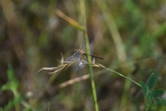 Sympetrum flaveolum