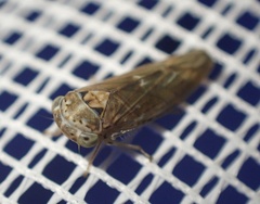 Idiocerus stigmaticalis