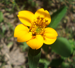 Sclerocarpus divaricatus