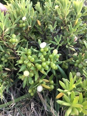 Leucopogon parviflorus