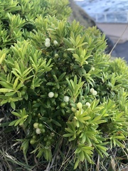 Leucopogon parviflorus