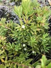 Leucopogon parviflorus