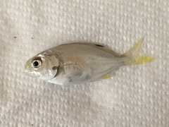 Trachinotus carolinus