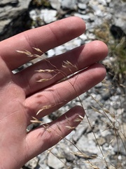 Agrostis rupestris