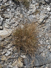 Agrostis rupestris