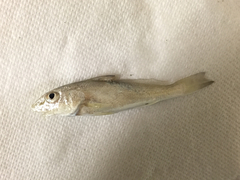 Menticirrhus americanus