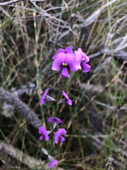 Hardenbergia violacea