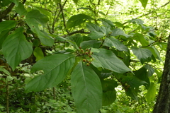 Hamelia xorullensis